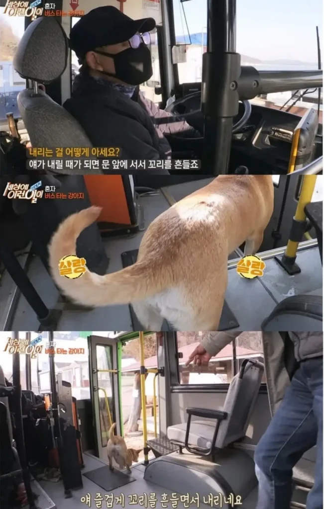 고전] 친구 만나러 혼자 버스타고 5km를 무임승차하는 초롱이.jpg