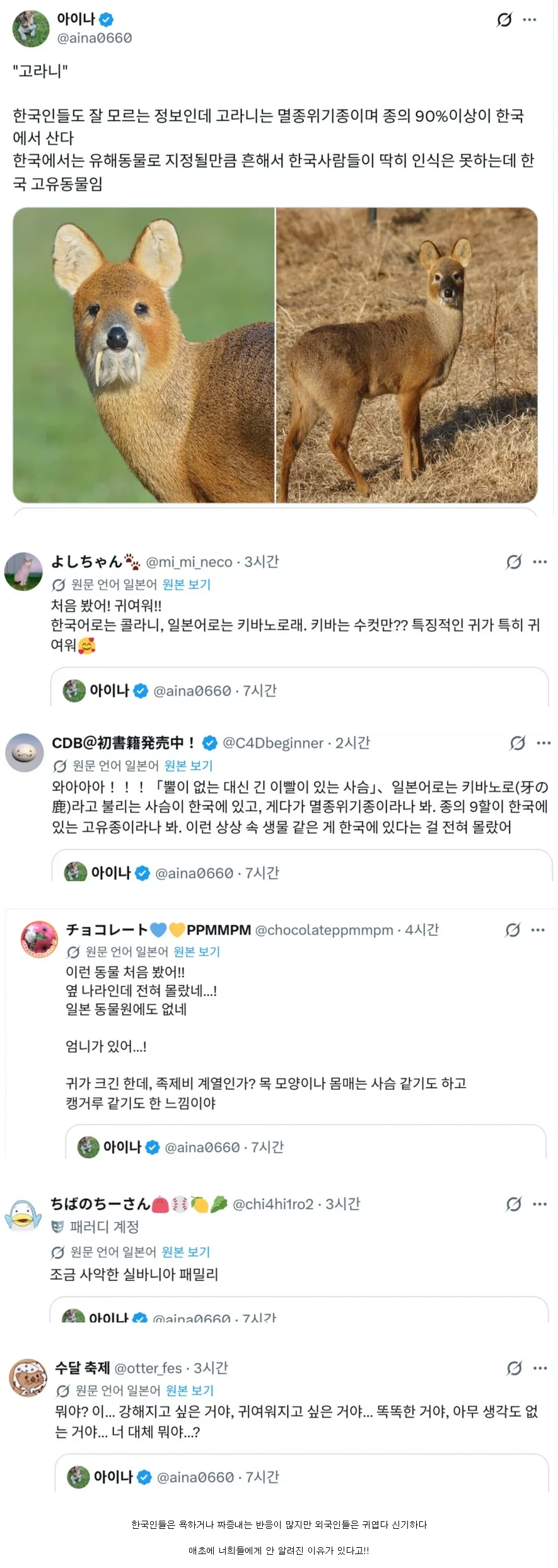 고라니를 처음 본 일본인들 반응