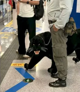 지하철에 흑표범이 나타났다고 난리남
