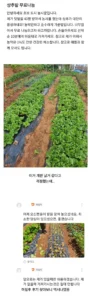 당근에 텃밭 상추 무료 나눔한 사람