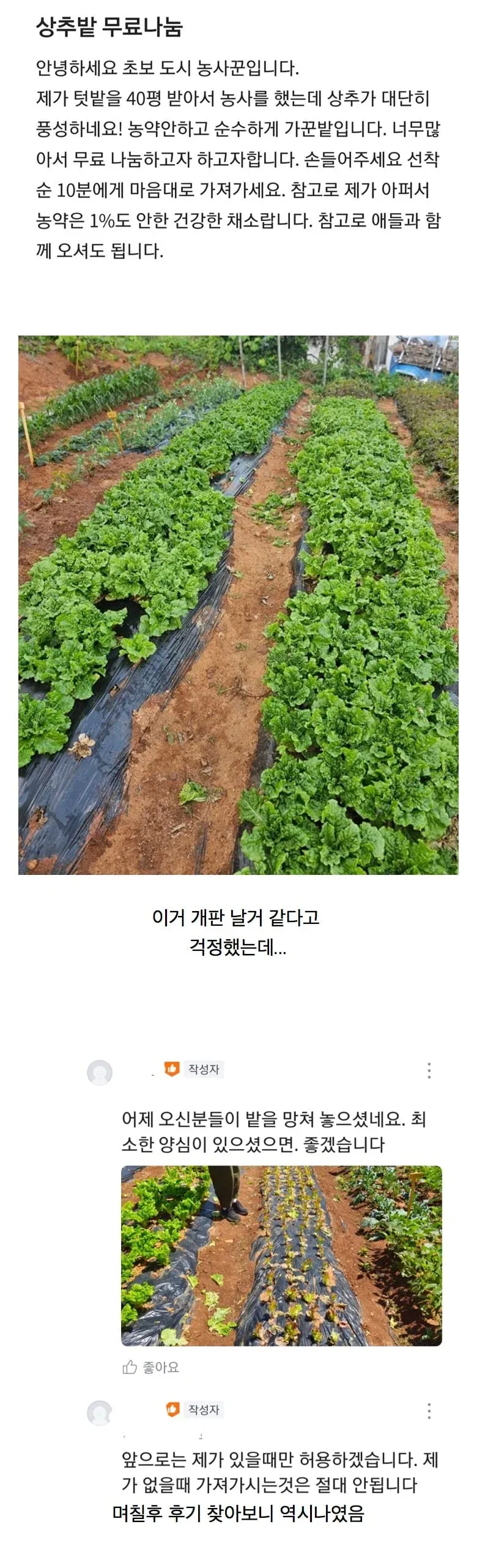 당근에 텃밭 상추 무료 나눔한 사람
