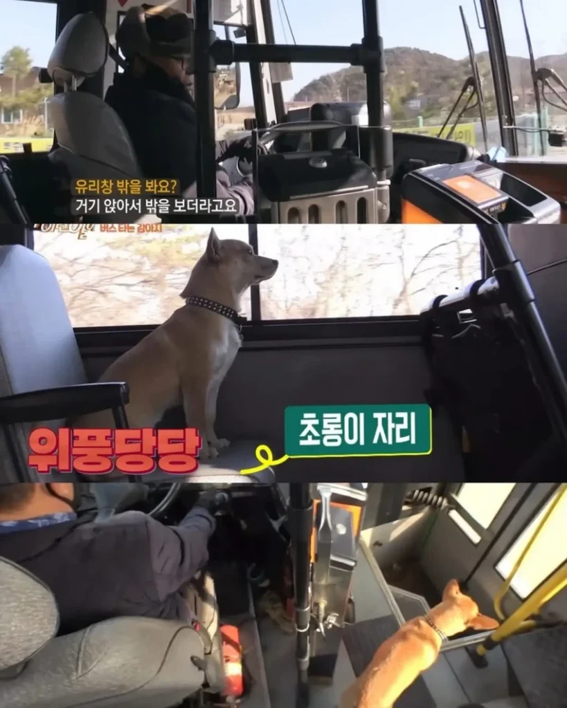 고전] 친구 만나러 혼자 버스타고 5km를 무임승차하는 초롱이.jpg