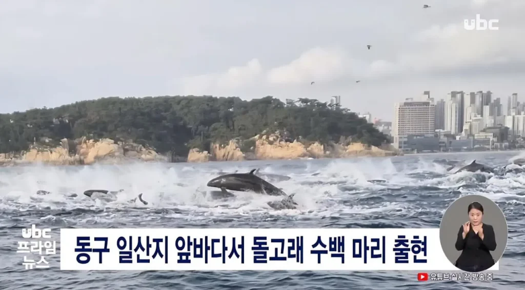 울산 동구 일산지 앞바다 돌고래 수백마리 출현