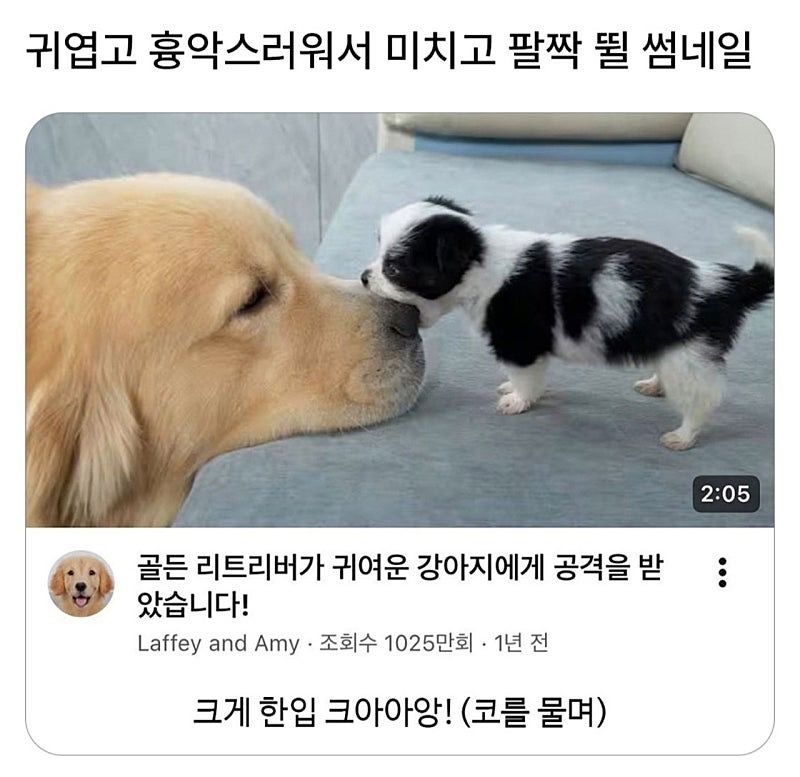귀엽고 흉악한 사진