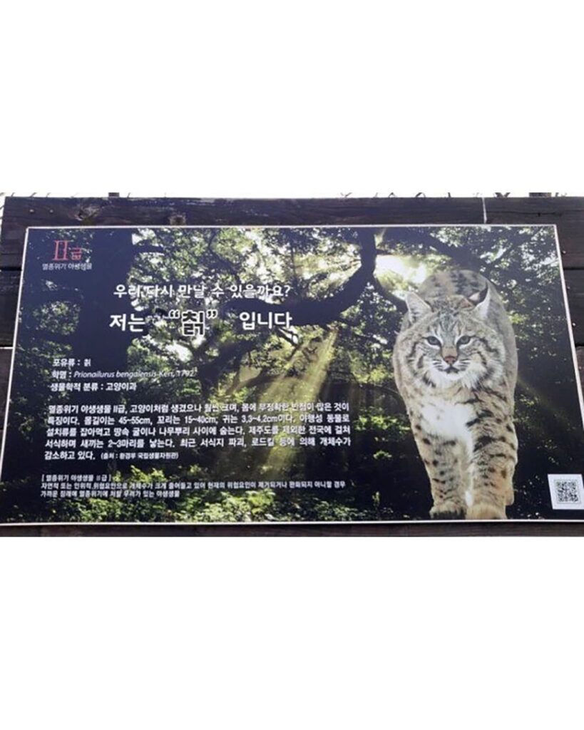 새끼 고양이를 주워 왔는데, 뿌리 깊은 집안이래