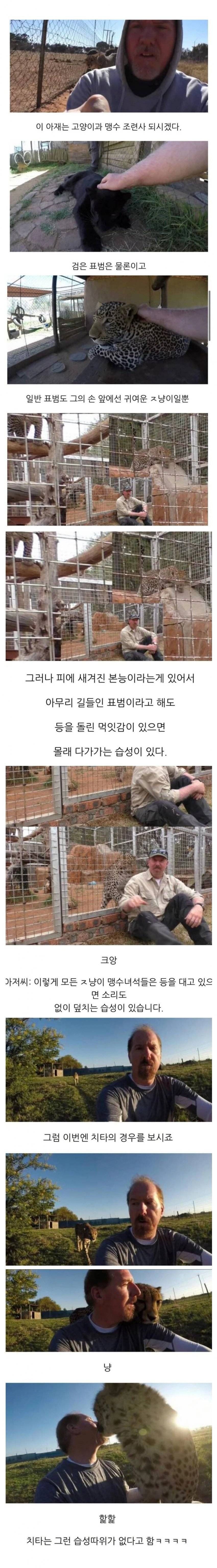 사람을 해친 기록이 없다는 치타