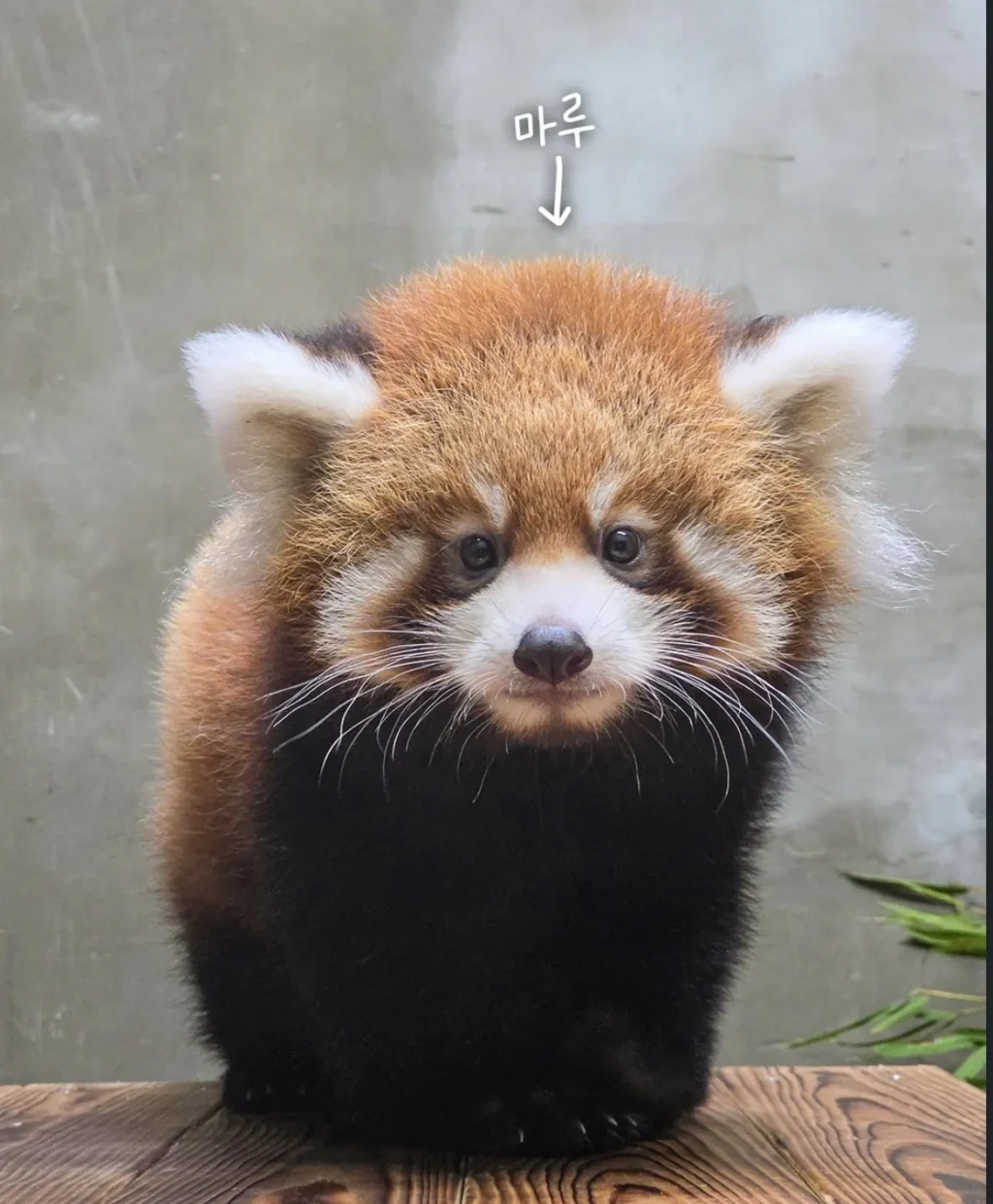 어제 처음 공개된 서울대공원 레서판다 쌍둥이