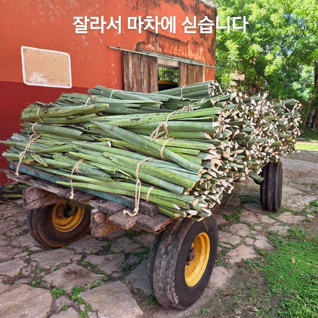 우리 선조들이 멕시코에 가서 한 일