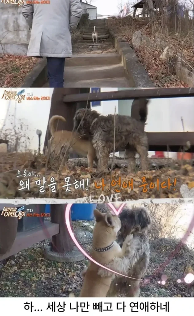 고전] 친구 만나러 혼자 버스타고 5km를 무임승차하는 초롱이.jpg