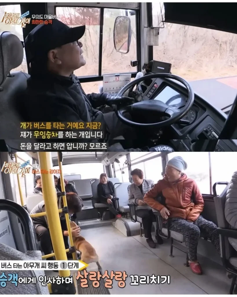 고전] 친구 만나러 혼자 버스타고 5km를 무임승차하는 초롱이.jpg