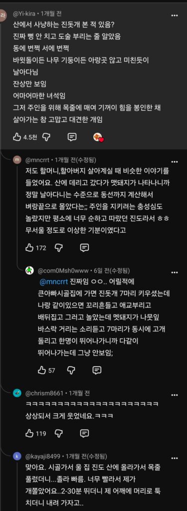 최고속도 60k 진돗개 전력질주 하는 모습