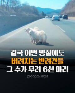 명절마다 버려지는 반려동물 수