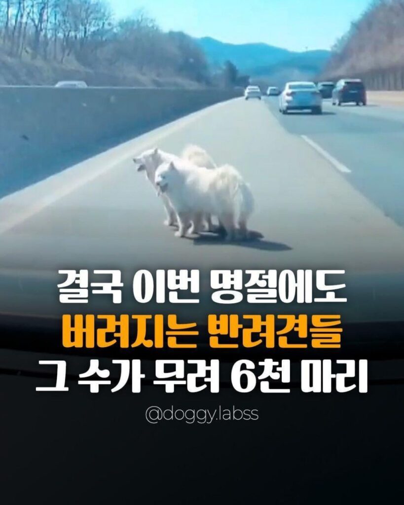 명절마다 버려지는 반려동물 수