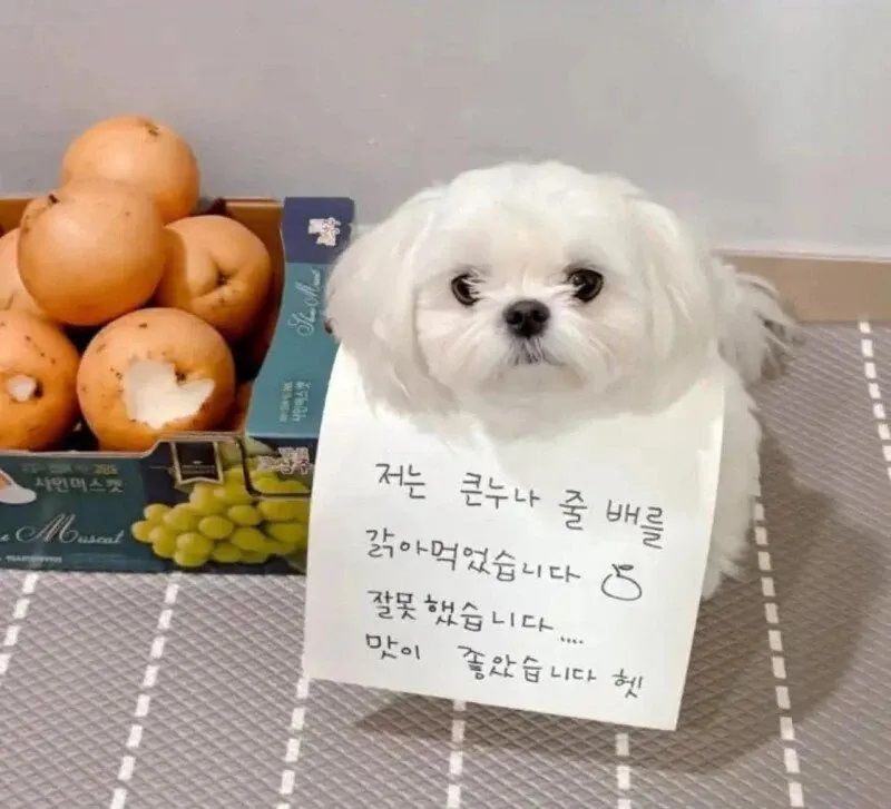 큰 누나의 배를 갉아 먹은 동생.