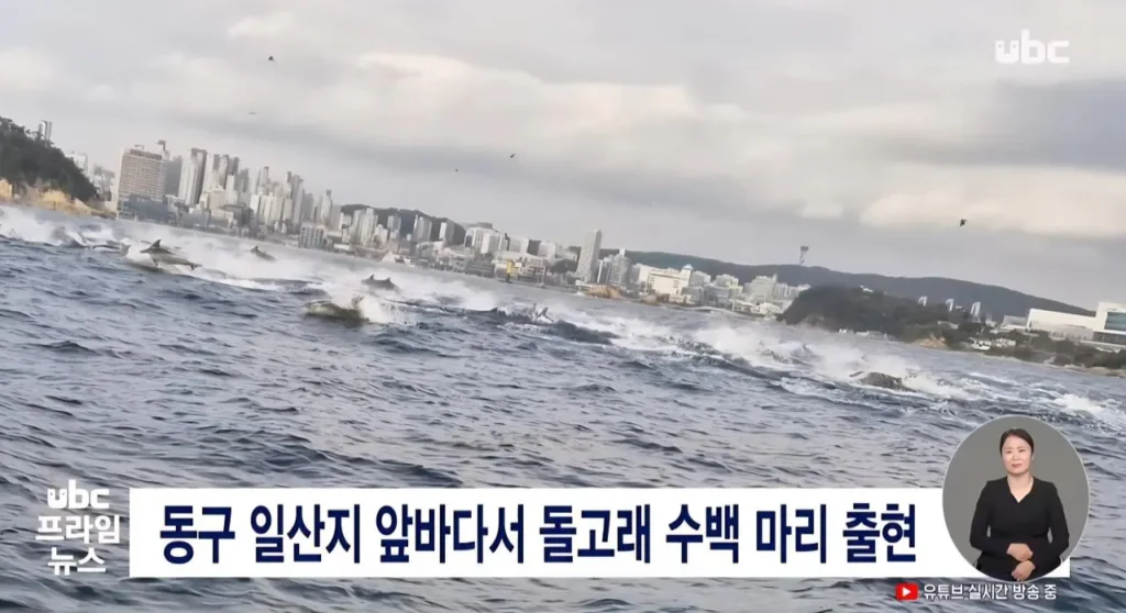 울산 동구 일산지 앞바다 돌고래 수백마리 출현