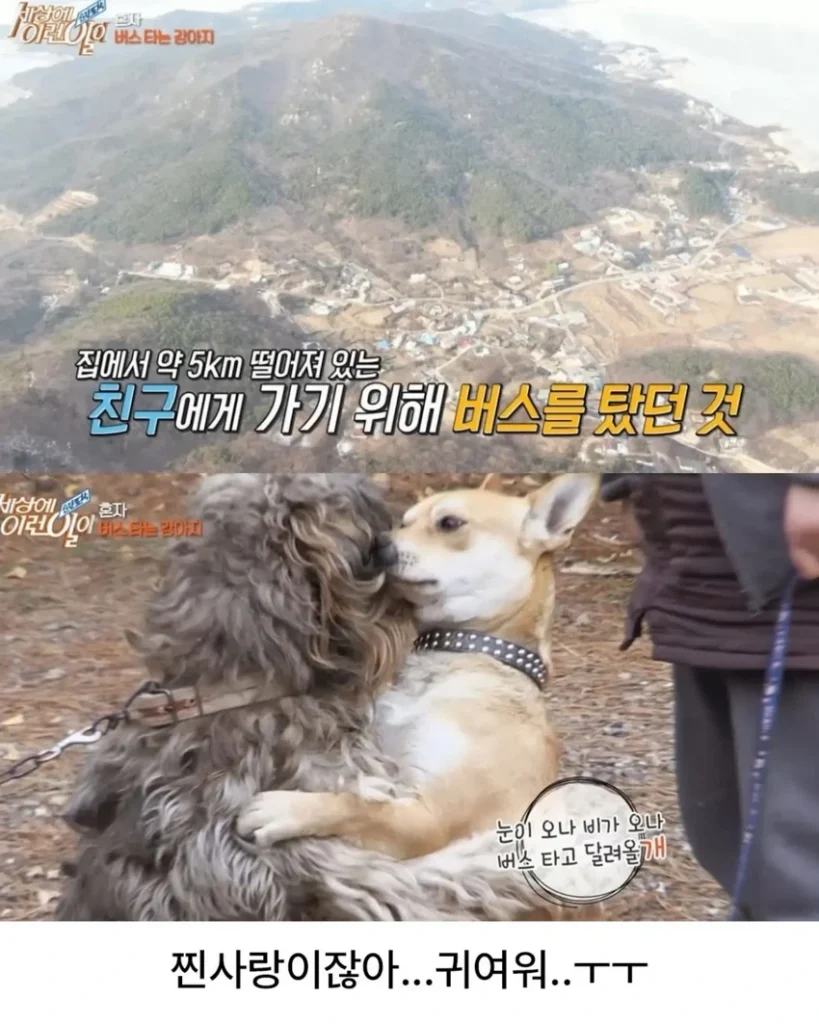 고전] 친구 만나러 혼자 버스타고 5km를 무임승차하는 초롱이.jpg