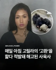 매일 아침 고릴라의 'XX'을 핥다 적발돼 해고된 사육사.jpg