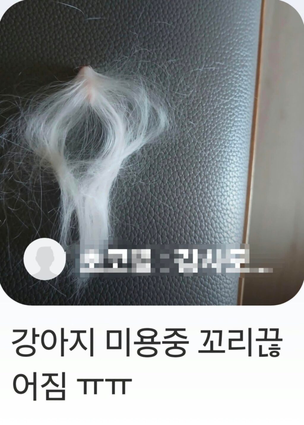 강아지 미용중 꼬리 끊어짐...