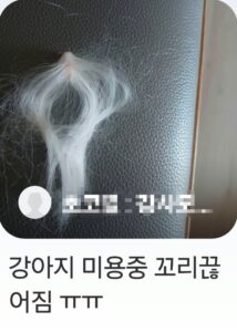 강아지 미용중 꼬리 끊어짐...