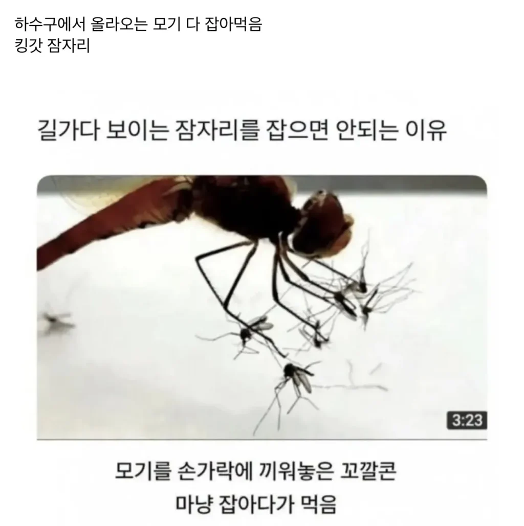 잠자리가 개쩌는 이유 ㄷㄷㄷ