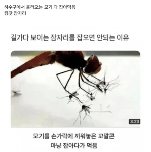 잠자리가 개쩌는 이유 ㄷㄷㄷ