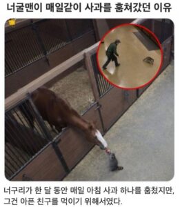너구리가 사과를 매일 훔친 이유.