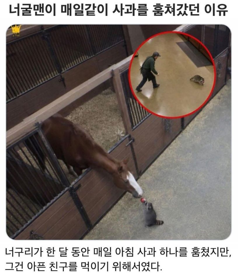 너구리가 사과를 매일 훔친 이유.