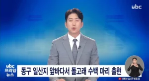 울산 동구 일산지 앞바다 돌고래 수백마리 출현