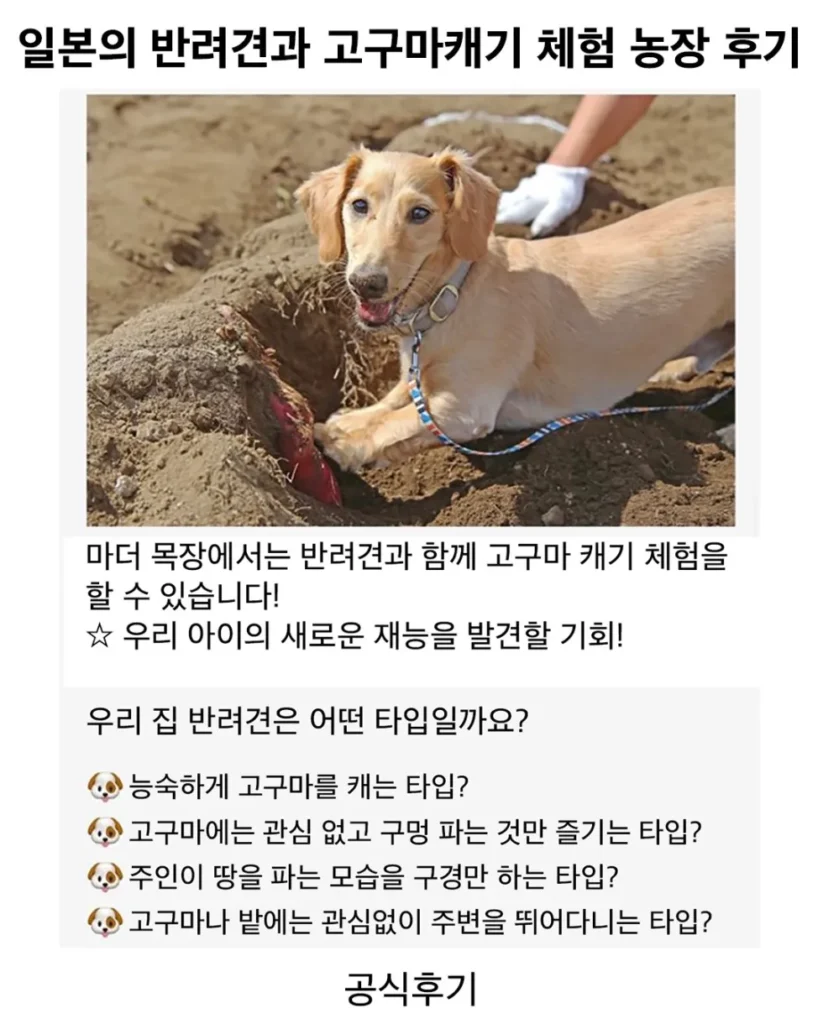 반려견과 고구마캐기 체험 후기.jpg