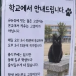 요즘 고양이 근황