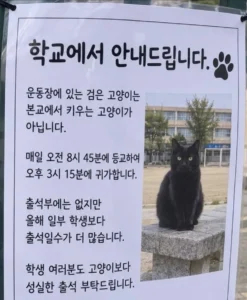 요즘 고양이 근황