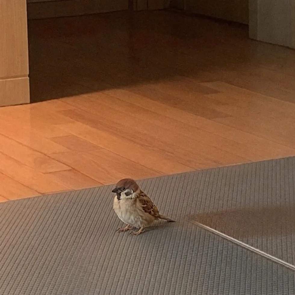 볼드모트가 영생해보겠다고 포기한 얼굴.jpg