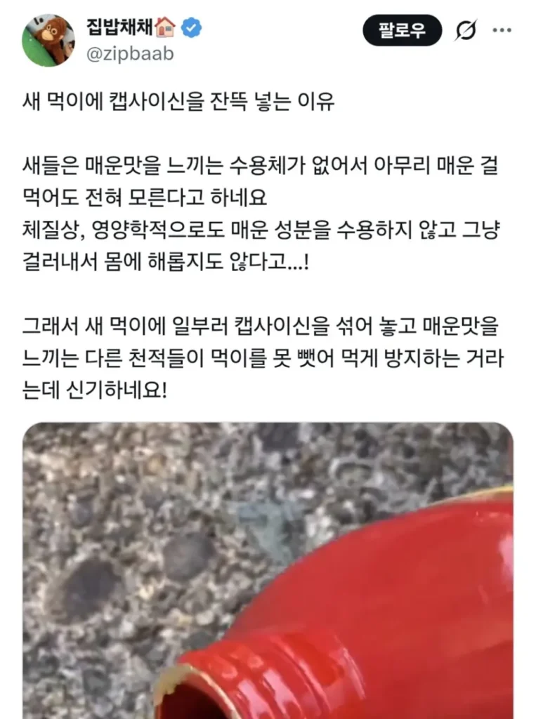 새 먹이에 캡사이신 섞어줌.jpg
