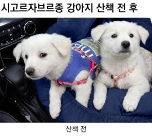 시고르자브르종 산책 전후