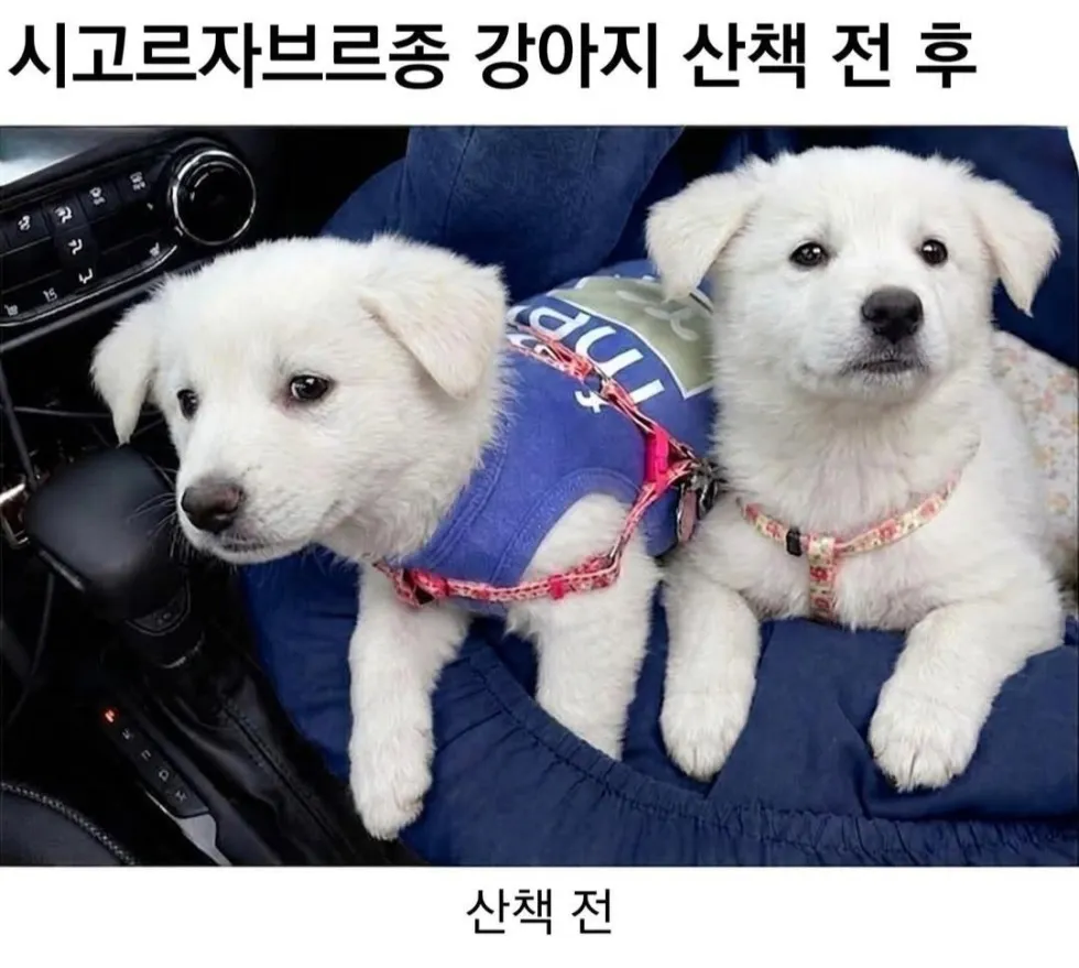 시고르자브르종 산책 전후