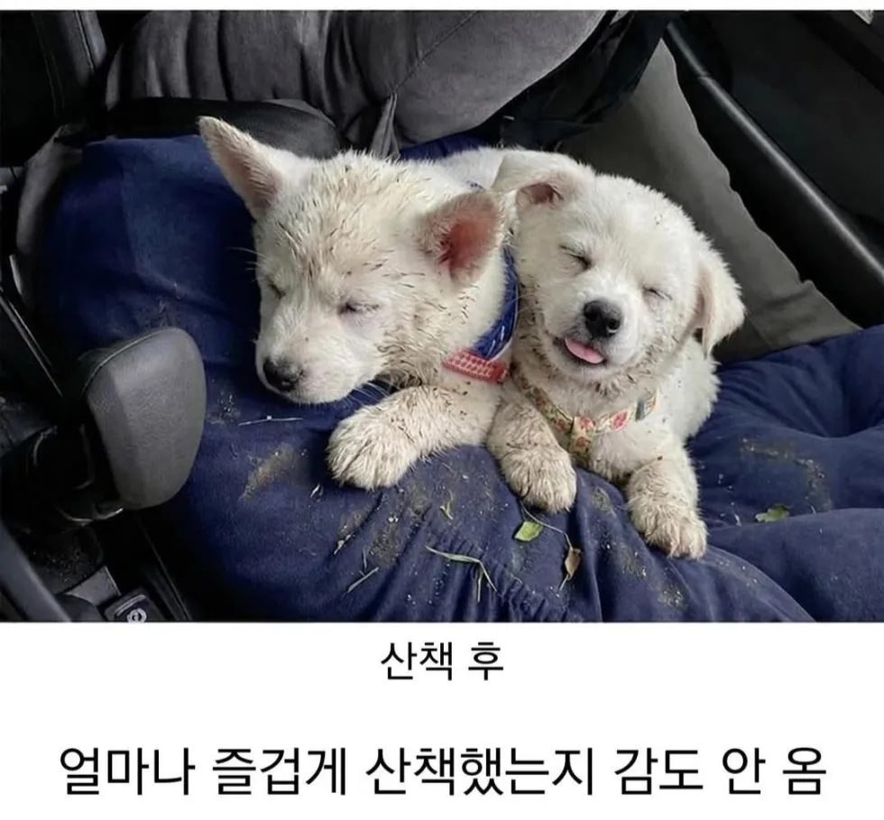 시고르자브르종 산책 전후