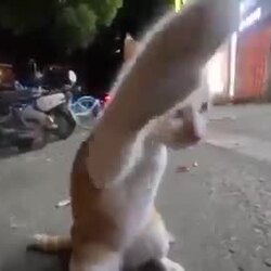 잠이 오지 않을땐 냐옹이 짤
