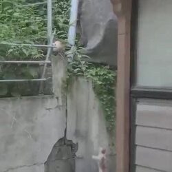 담을 올라가려는 아깽이