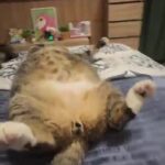 배 만져도 가만히 있는 뚱냥이
