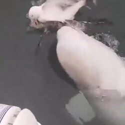 갈매기와 짖궂게 장난치는 벨루가.mp4