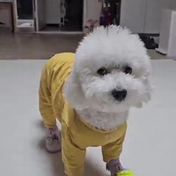 진짜 개빡친 강아지 표정