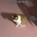 다리 짧은 고양이가 귀 긁는 법