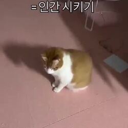 다리 짧은 고양이가 귀 긁는 법