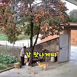 떨어진 감에 머리 맞고 견주한테 뭐라하는 댕댕이