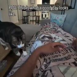고양이가 주인을 진짜 사랑할 때.gif