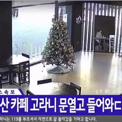울산 카페에 난입한 고라니 ㄷㄷㄷ